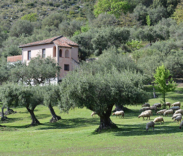 Villaggio San Martino a Torraca nel Cilento. Immerso nella natura
