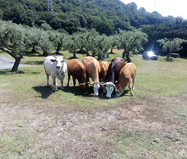 Fattoria e Prodotti - Villaggio San Martino