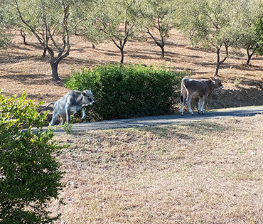 Fattoria e Prodotti - Villaggio San Martino