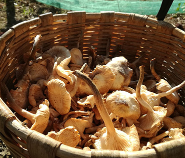 Fattoria e Prodotti - Villaggio San Martino