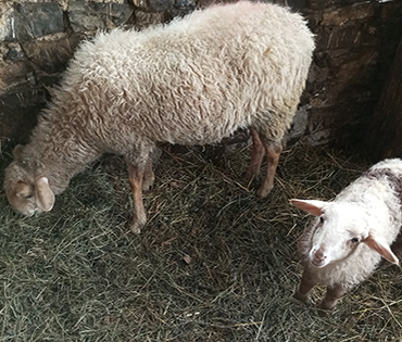 Fattoria e Prodotti - Villaggio San Martino