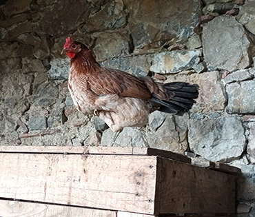 Fattoria e Prodotti - Villaggio San Martino