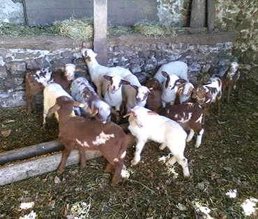 Fattoria e Prodotti - Villaggio San Martino