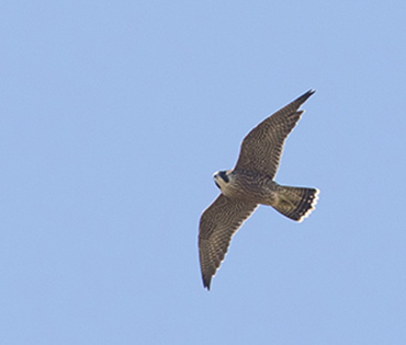 Flora e Fauna - Villaggio San Martino