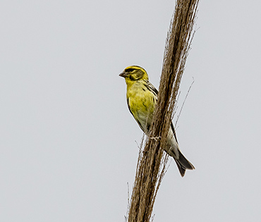 Flora e Fauna - Villaggio San Martino