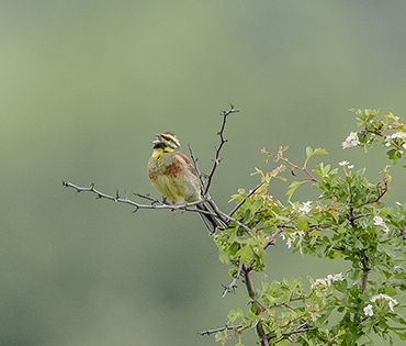 Flora e Fauna - Villaggio San Martino