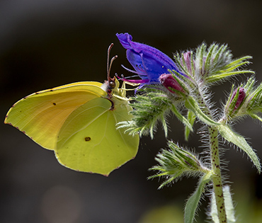 Flora e Fauna - Villaggio San Martino