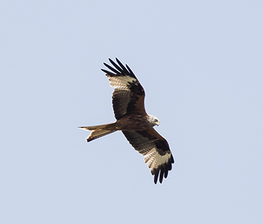 Flora e Fauna - Villaggio San Martino