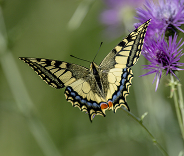 Flora e Fauna - Villaggio San Martino