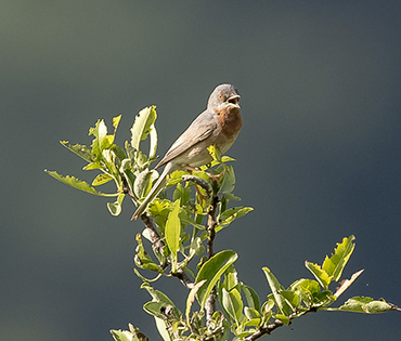 Flora e Fauna - Villaggio San Martino