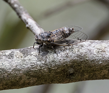 Flora e Fauna - Villaggio San Martino