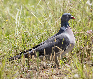 Flora e Fauna - Villaggio San Martino