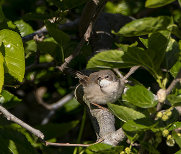 Flora e Fauna - Villaggio San Martino