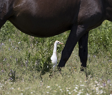 Flora e Fauna - Villaggio San Martino