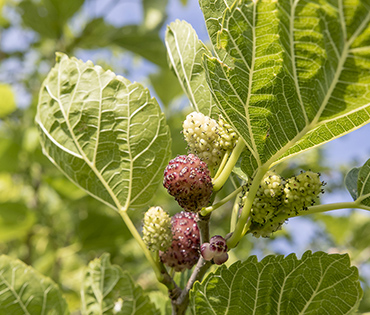 Flora e Fauna - Villaggio San Martino