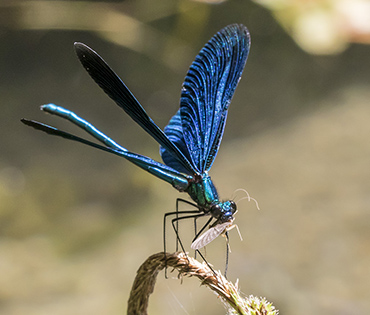 Flora e Fauna - Villaggio San Martino