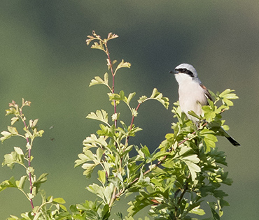 Flora e Fauna - Villaggio San Martino