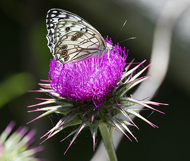 Flora e Fauna - Villaggio San Martino