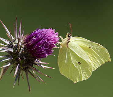 Flora e Fauna - Villaggio San Martino